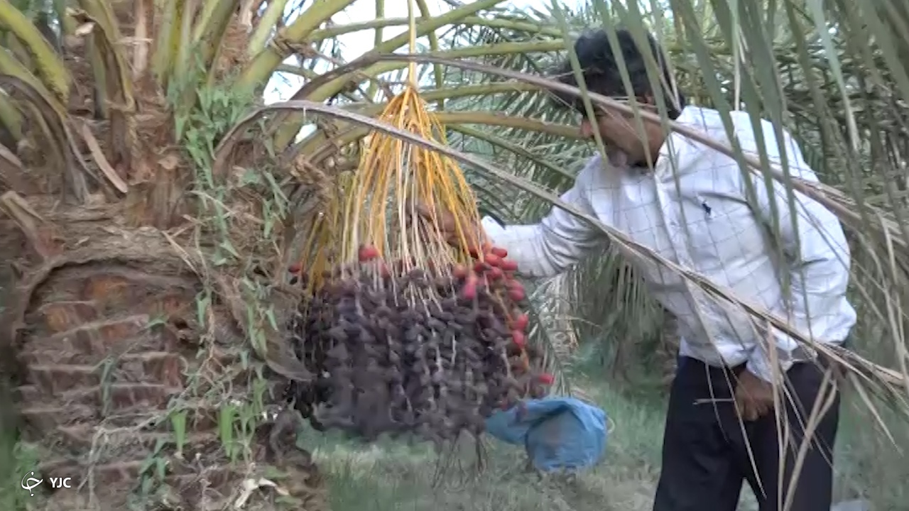 خسارت خرما در شرق کرمان 