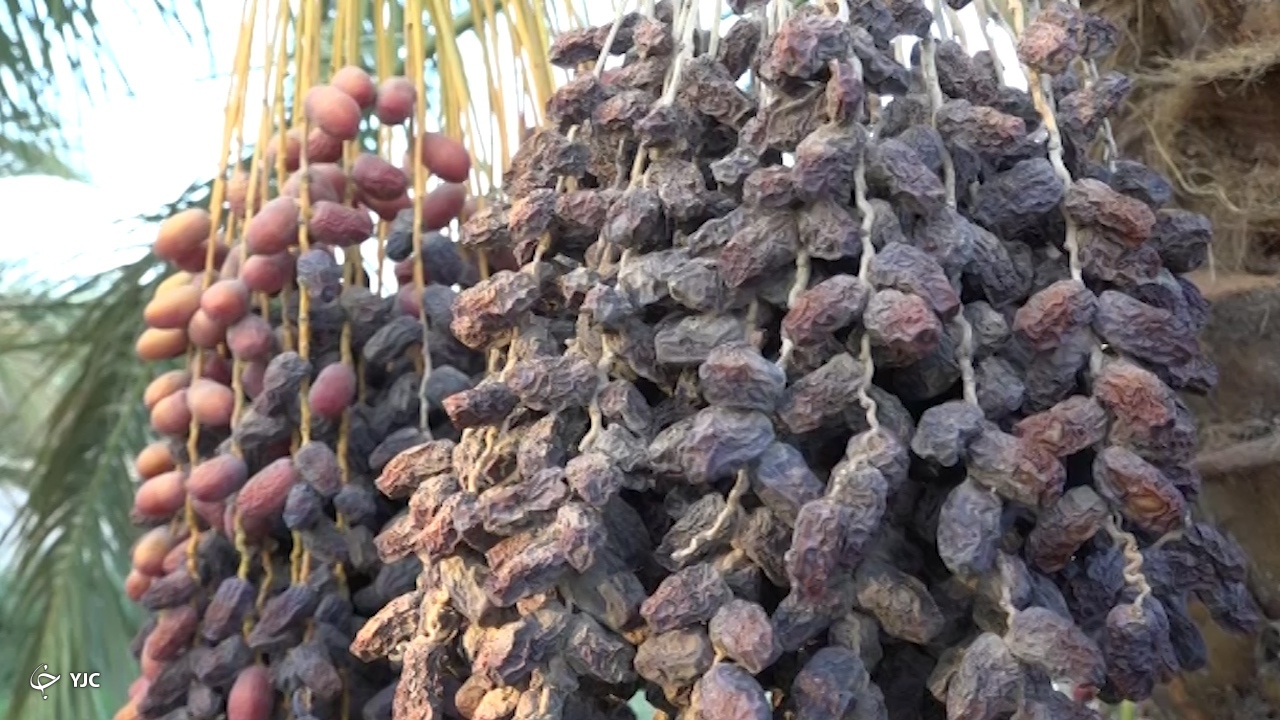 عارضه خشکیدگی 