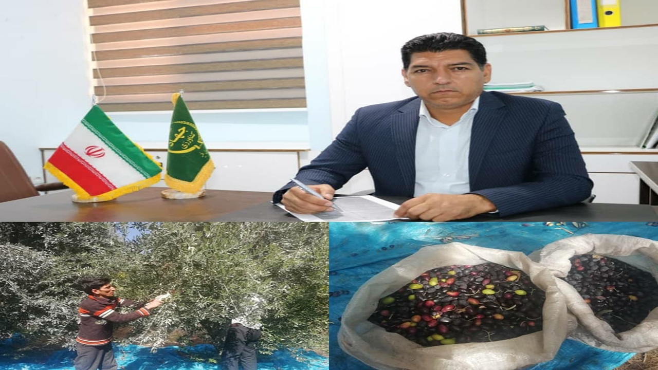 پیش بینی تولید بیش از ۷۰۰ تن زیتون از باغات جنوب کرمان