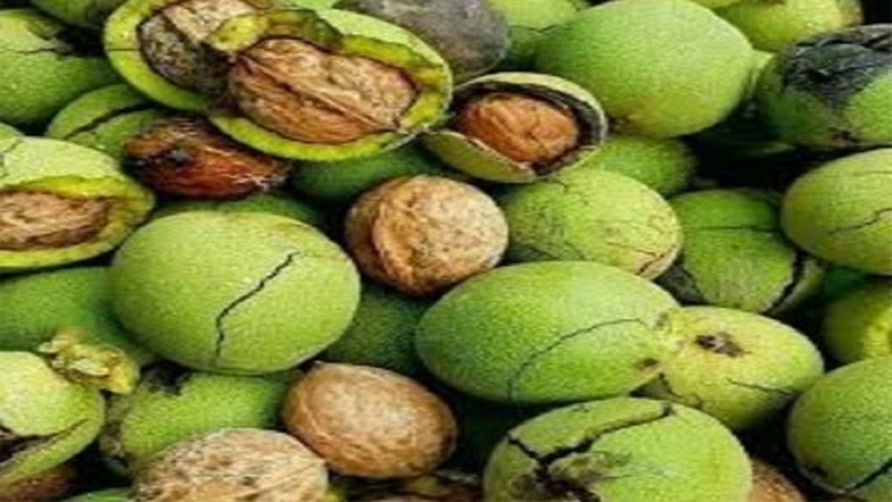 کاهش برداشت گردو از باغات مروست