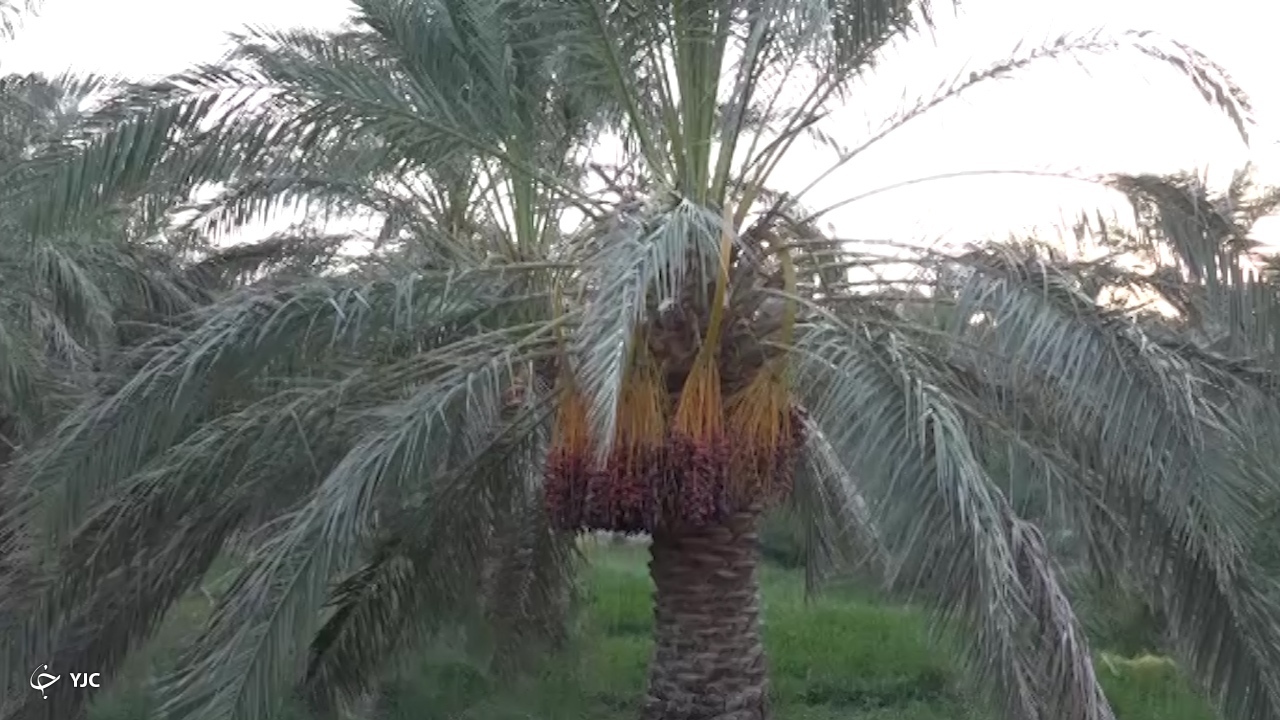 خرمای کرمان 