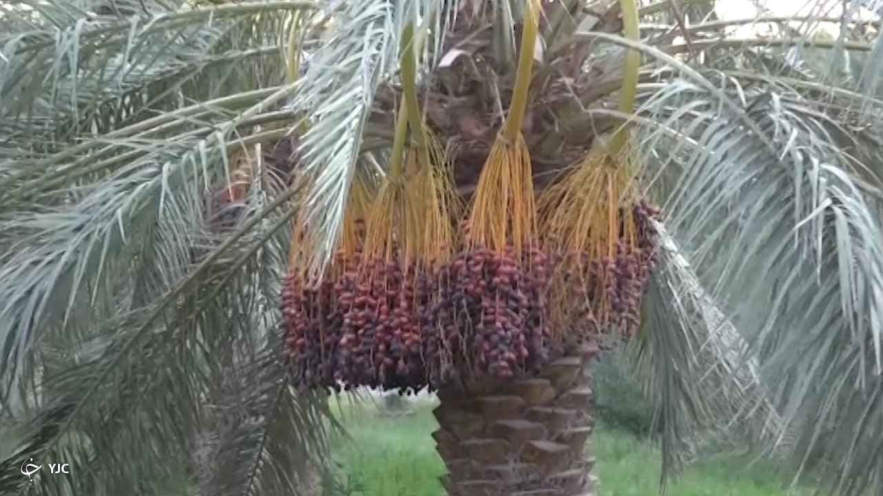 خرمای کرمان 