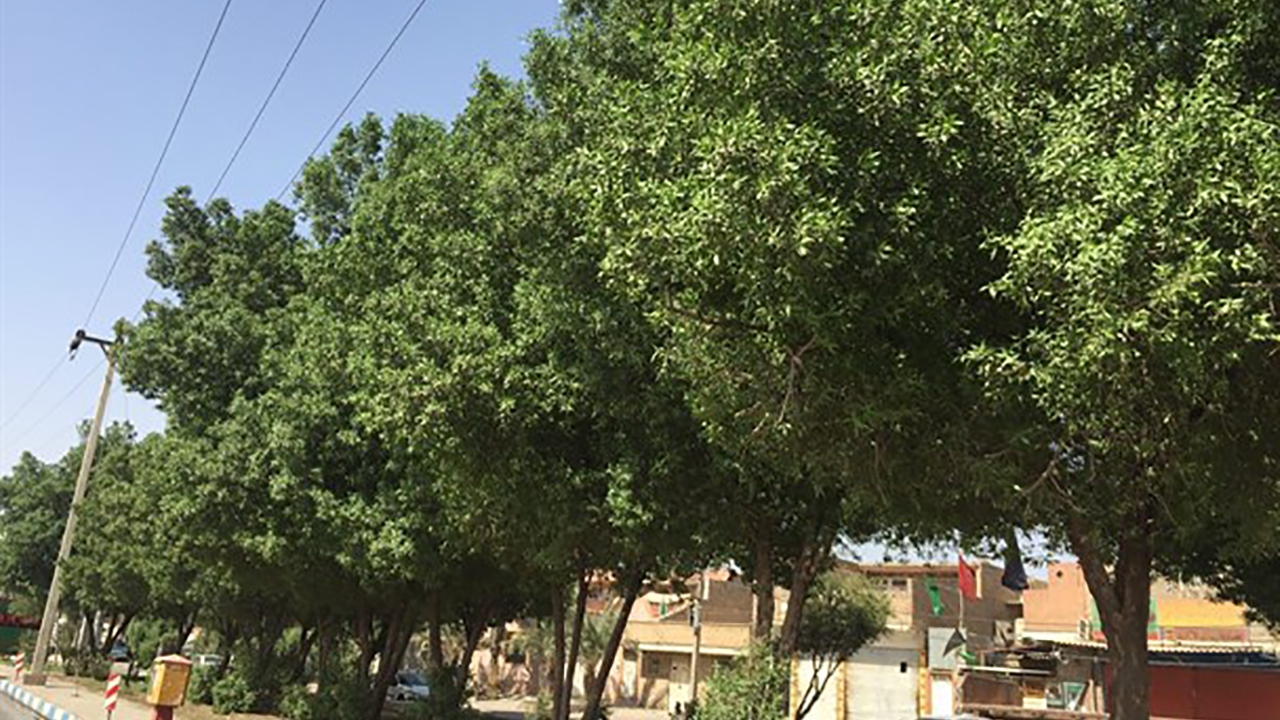 کاشت درخت کونوکارپوس در کیش ممنوع شد