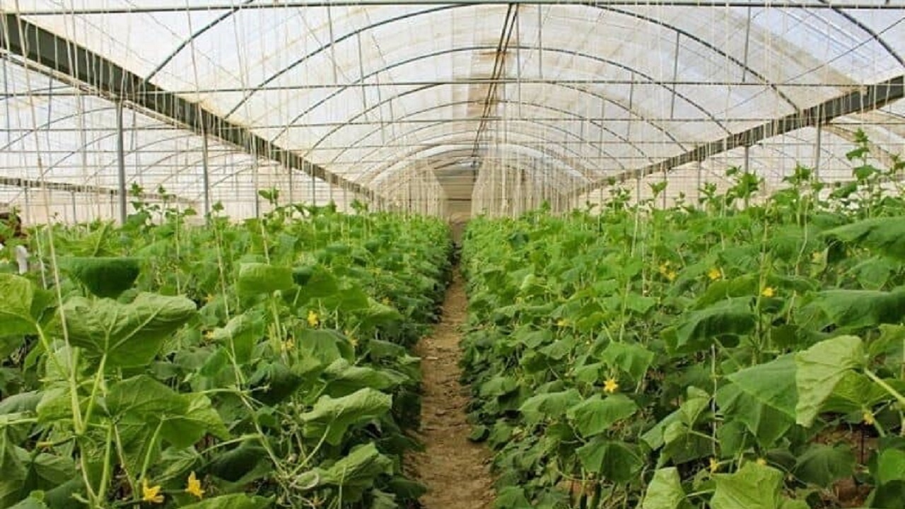 عملیات اجرایی مجتمع گلخانه‌ای دستگرد کلید خورد