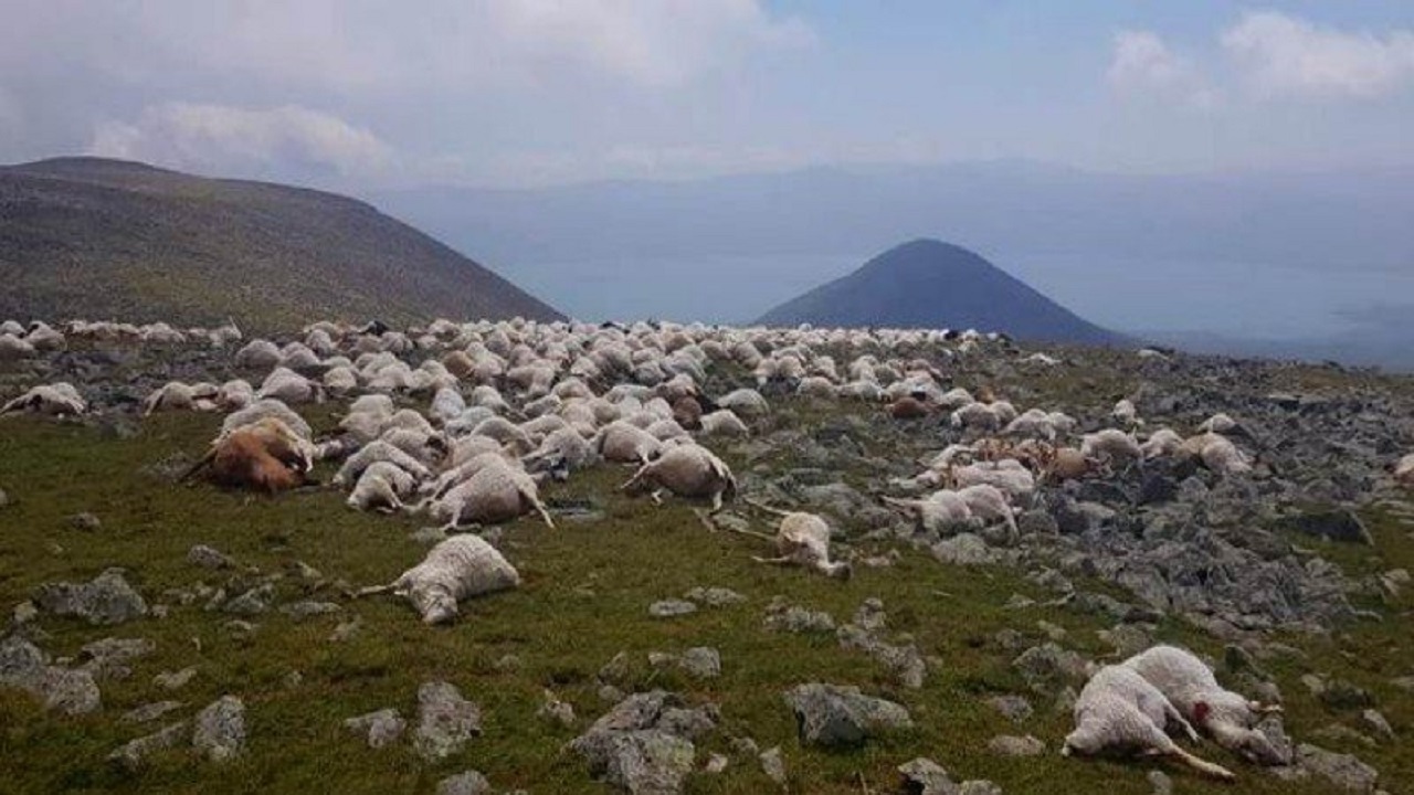 اصابت صاعقه مرگبار به گله گوسفندان + فیلم