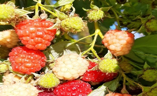 شناسایی ۱۸ رقم مختلف تمشک در گیلان
