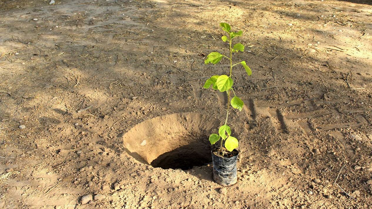 سرانه فضای سبز شهر مشهد رشدی حدود دو برابر داشته است
