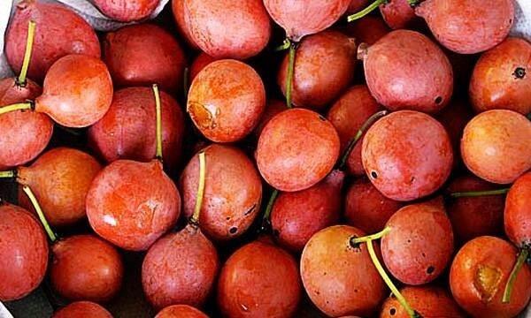 تصویر ایمبه تصویر ایمبه