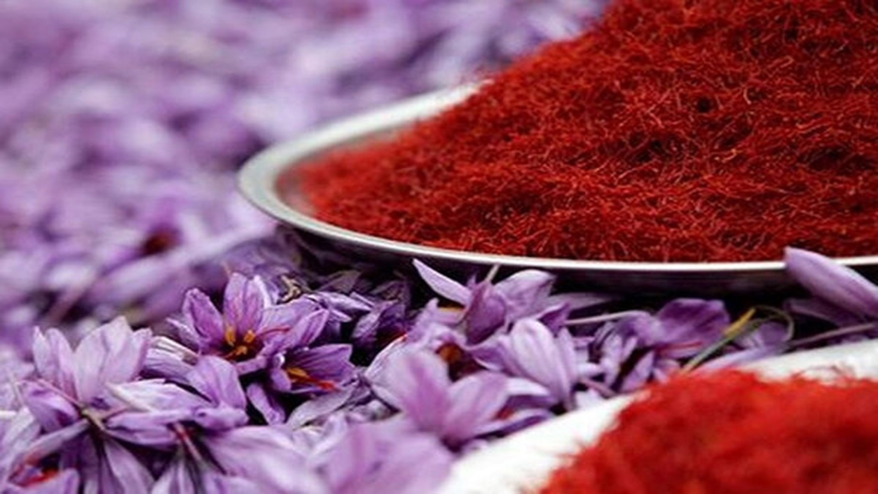 خراسان شمالی از نظر سطح زیر کشت و تولید زعفران رتبه سوم در کشور