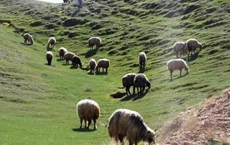 مهلت پروانه چرای دام خراسان شمالی تا ۸ آذر تمدید شد