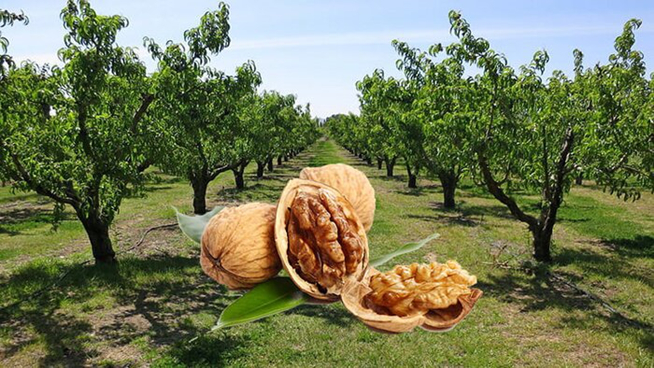سرما، آفت کرم خراط و خشکسالی بلای جان درختان گردو