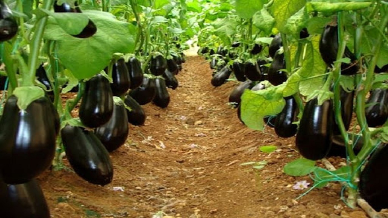 کشت ۱۰ رقم بادمجان برای اولین بار در خاش