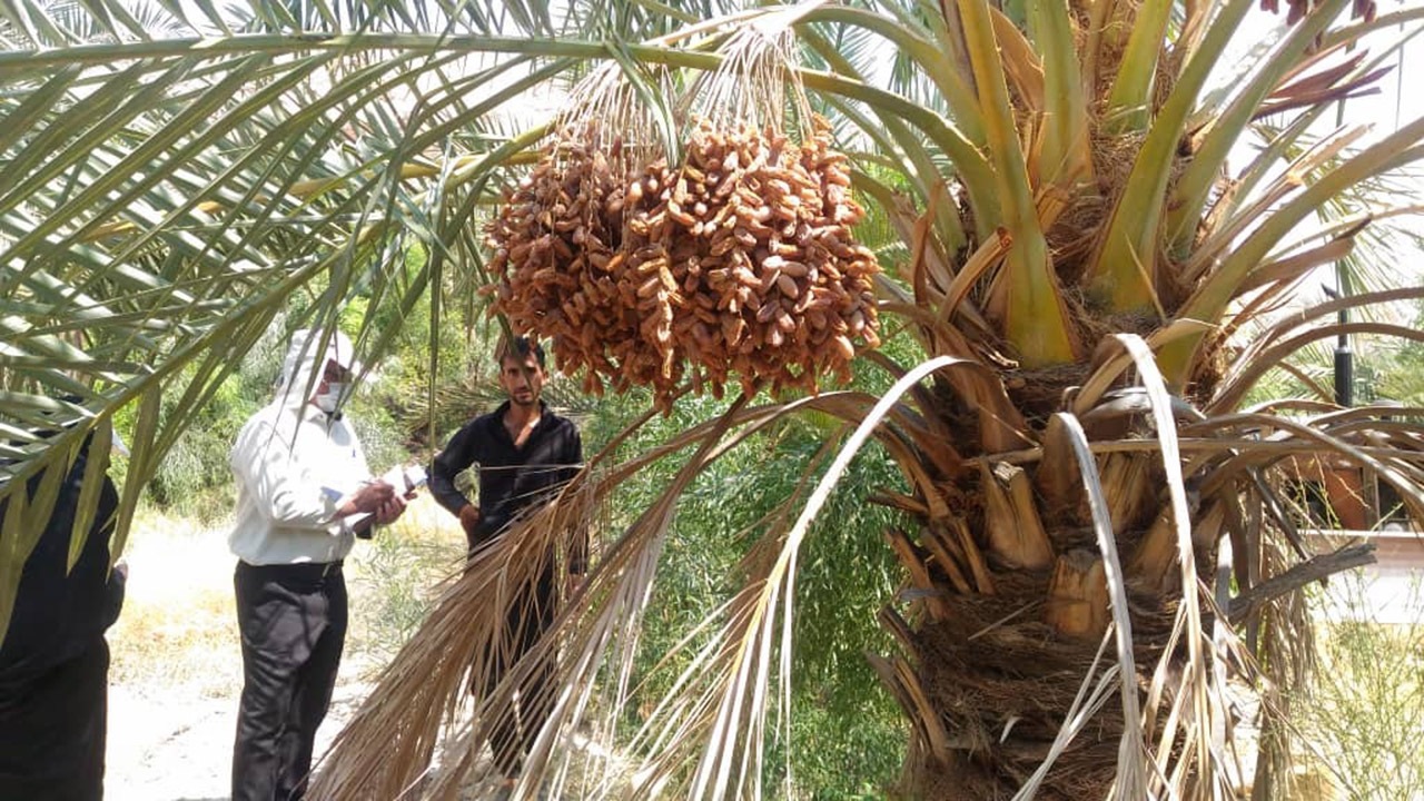 خشکیدگی محصول درخت خرما