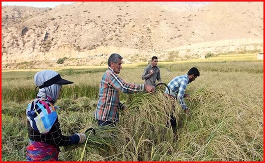 دلالان برنج و سودهای نابرده رنج