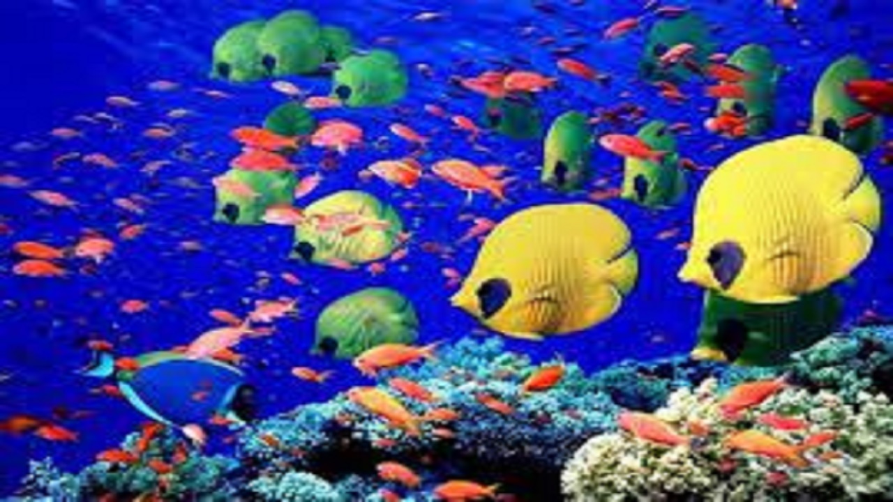اشتغالزایی و ارز آوری بالا در پرورش ماهی های زینتی