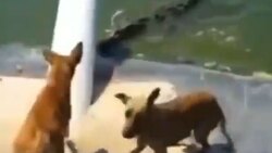 لحظه رفتن آهو در آغوش مرگ + فیلم