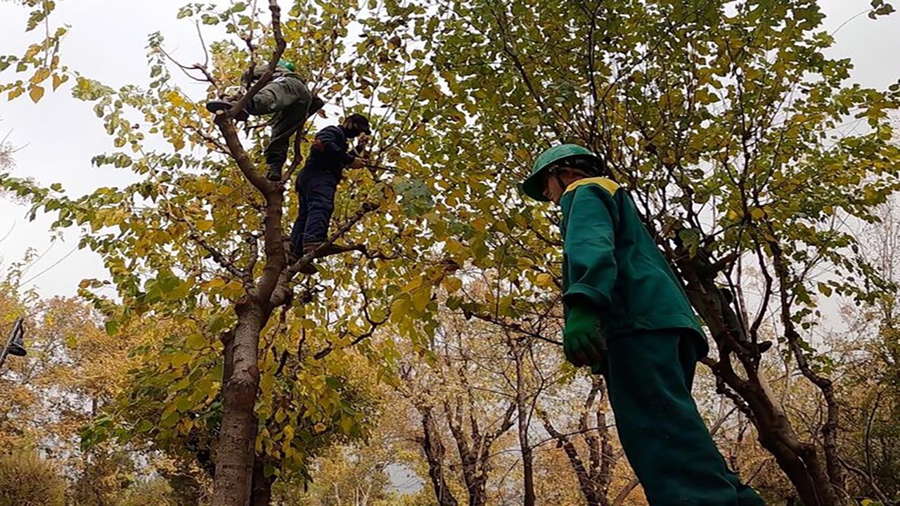 شروع هرس پاییزه فضا‌های سبز شهر بجنورد