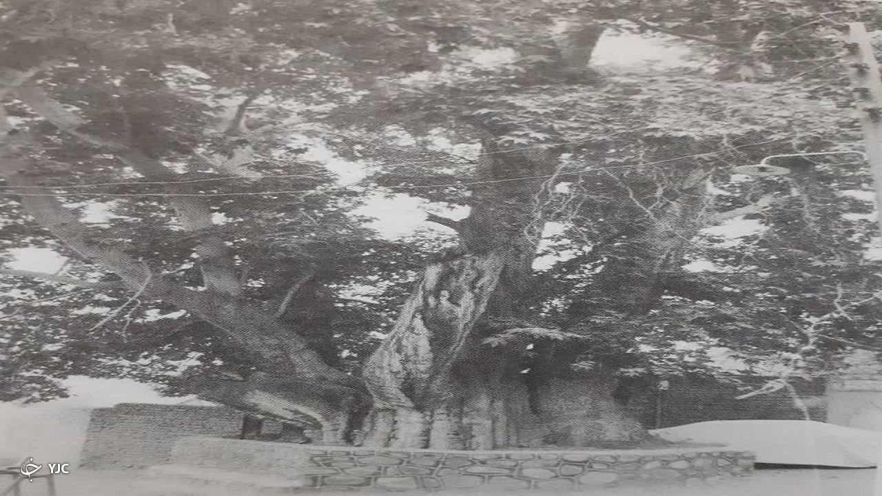 چنار تاریخی حصار