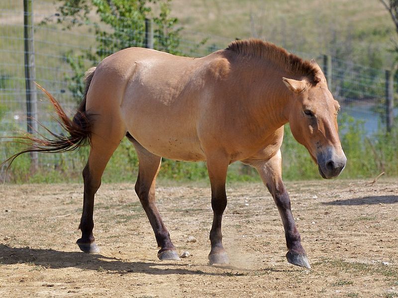 اسب اهلی