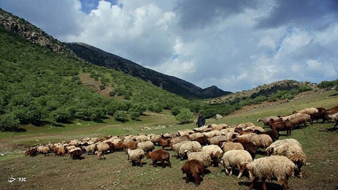 ۱۴۰ پرونده چرای غیرمجاز دام در مهاباد تشکیل شد