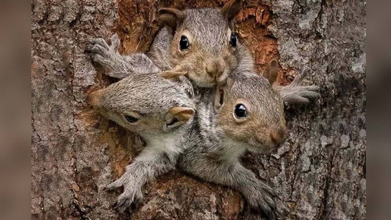تلاش دیدنی سنجاب مادر برای بردن فرزند کوچکش به خانه! + فیلم