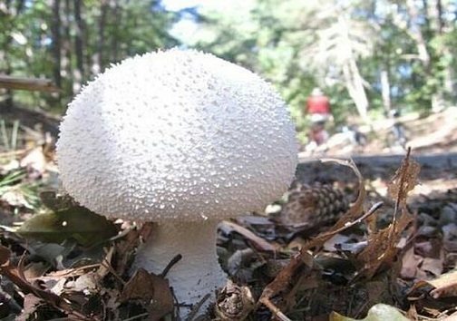 سکه های سفید از زمین می رویند