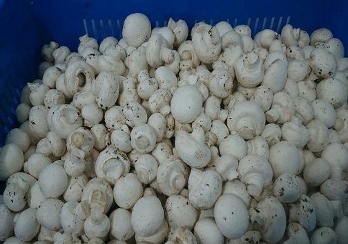 سکه های سفید از زمین می رویند