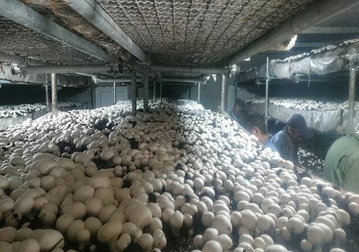 سکه های سفید از زمین می رویند