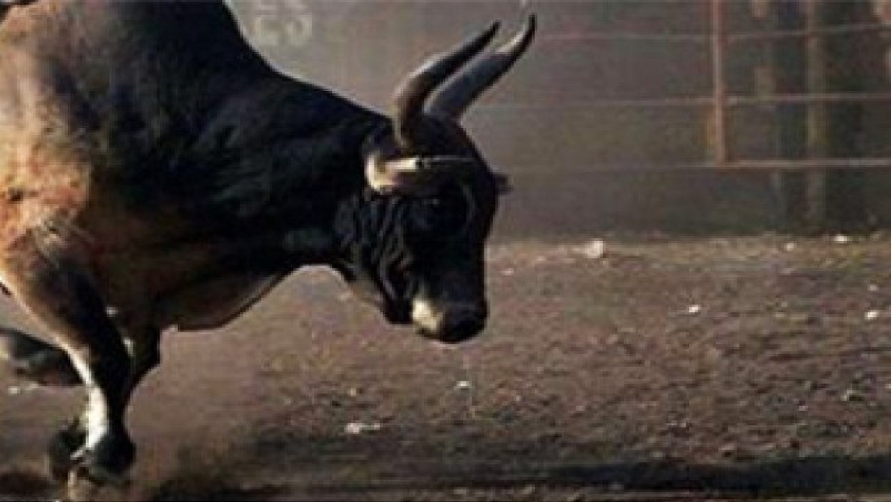 فرار گاو در شهرستان شازند