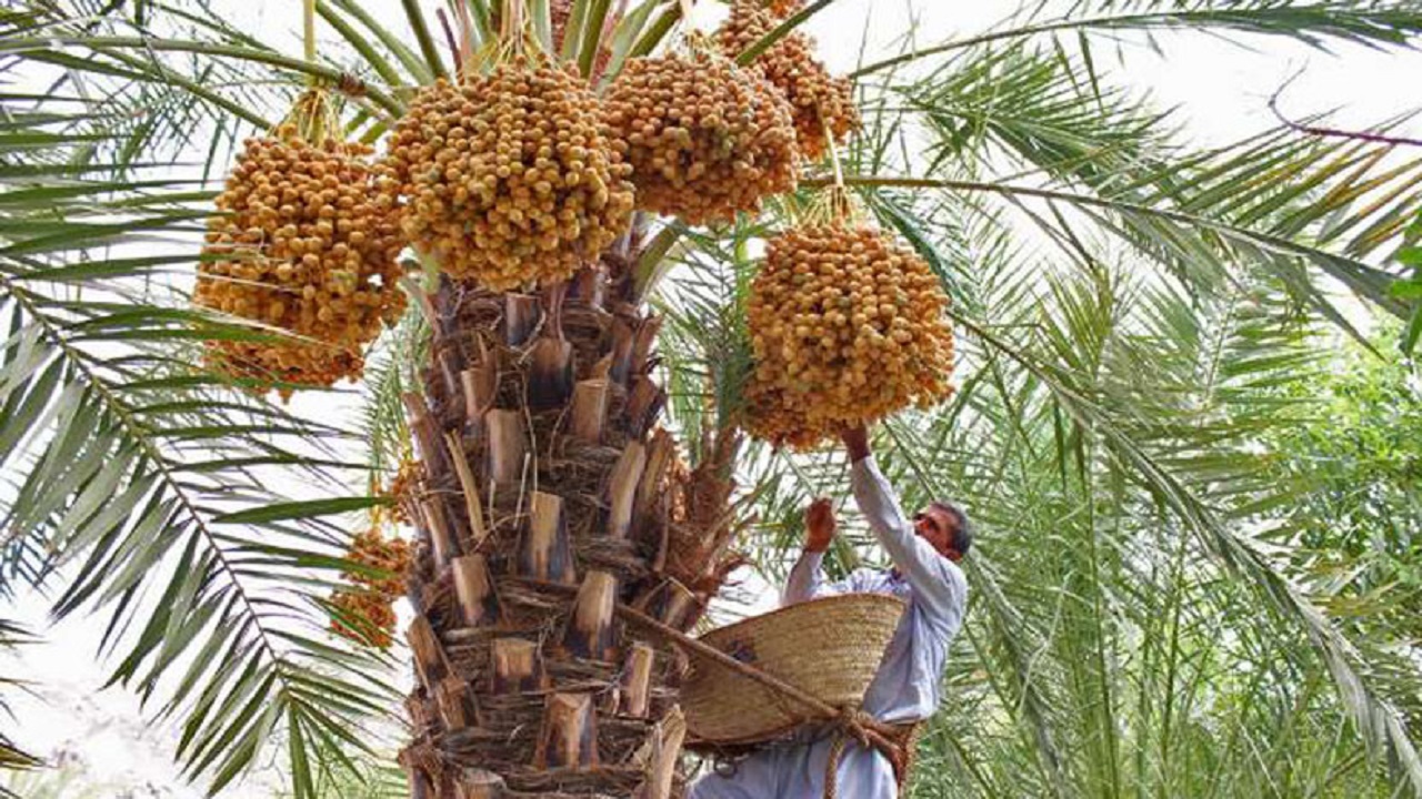 ۱۸۵ هزار تن خرما در سیستان و بلوچستان برداشت شد