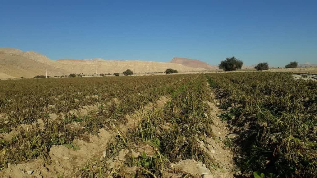 ۳۲۱ میلیارد ریال خسارت به کشاورزان سیستان و بلوچستانی پرداخت شد