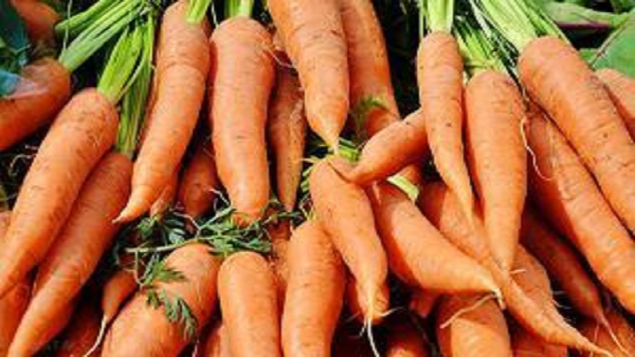 ۶ هزارو ۷۵۰ تن هویج اصفهان در راه بازار