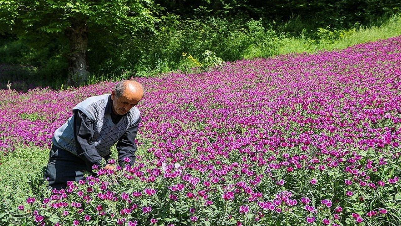 مجوز شهرک صنعتی غیردولتی گیاهان دارویی در حال نهایی شدن است