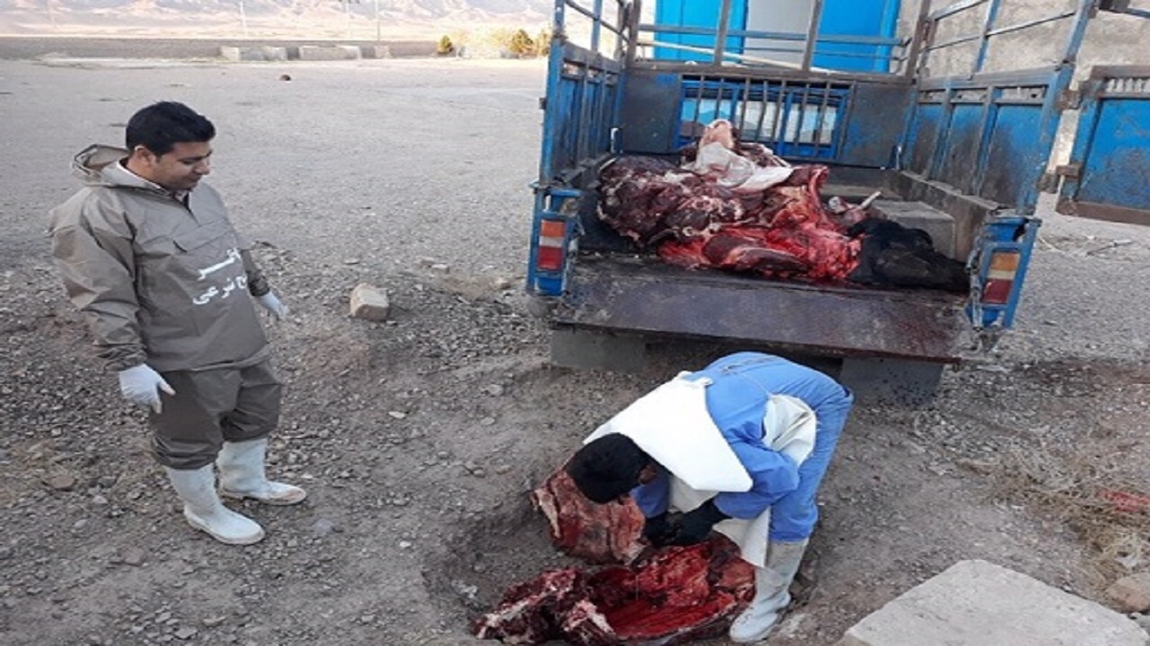 حذف و معدوم سازی لاشه ۲ رأس گاو در کشتارگاه دام قاین