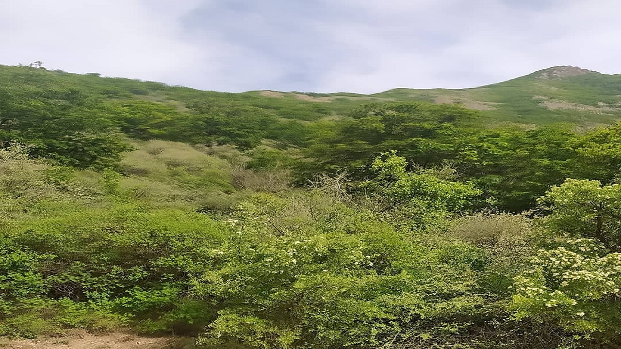 نگاهی به جنگل چشم نواز روستای حسین آباد + فیلم