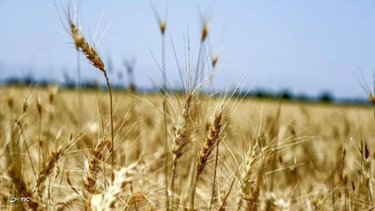 خرید گندم در کردستان از مرز ۲۷۷ هزار تن گذشت