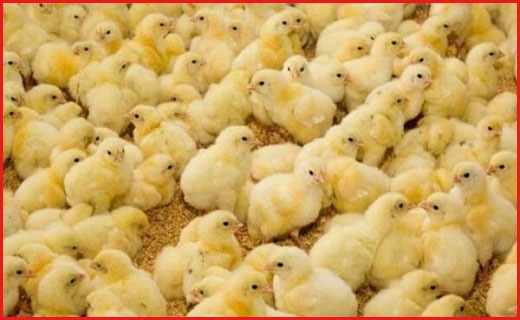 جذاب&zwnj;ترین اخبار استان&zwnj;ها