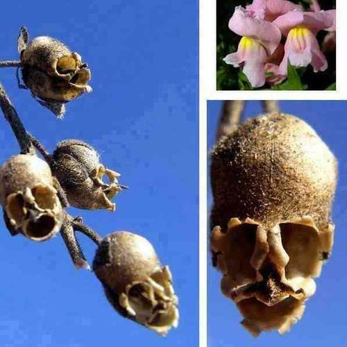 گیاهی شبیه به جمجمه انسان