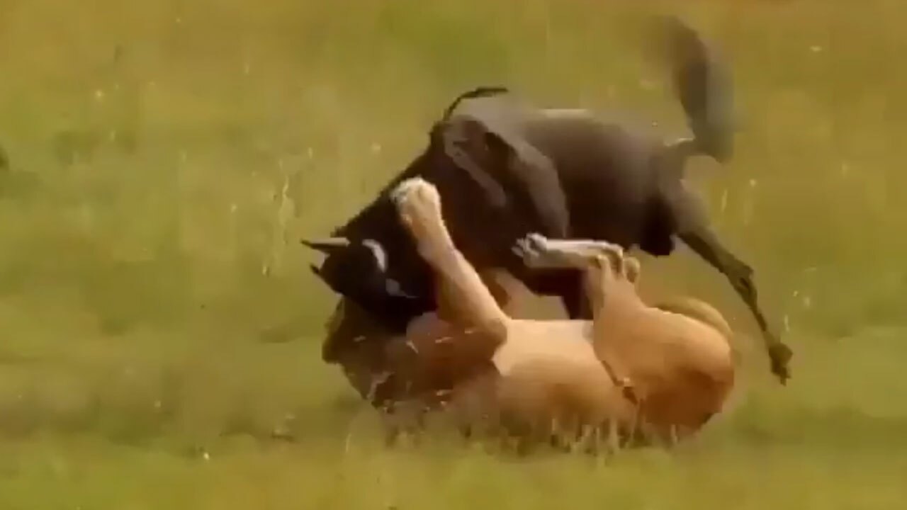 نقشه زیرکانه شیر ماده برای شکار کل یالدار  + فیلم