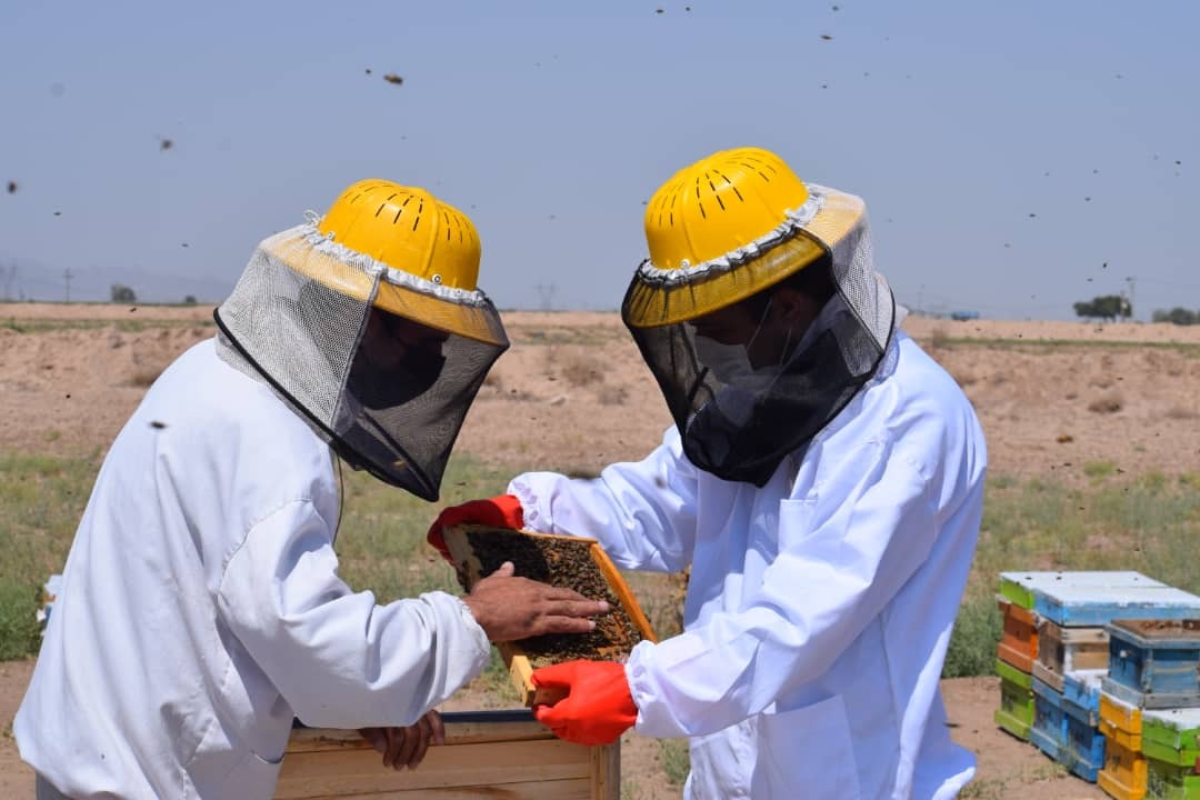 آغاز برداشت عسل از روستای جیم آباد مشهد