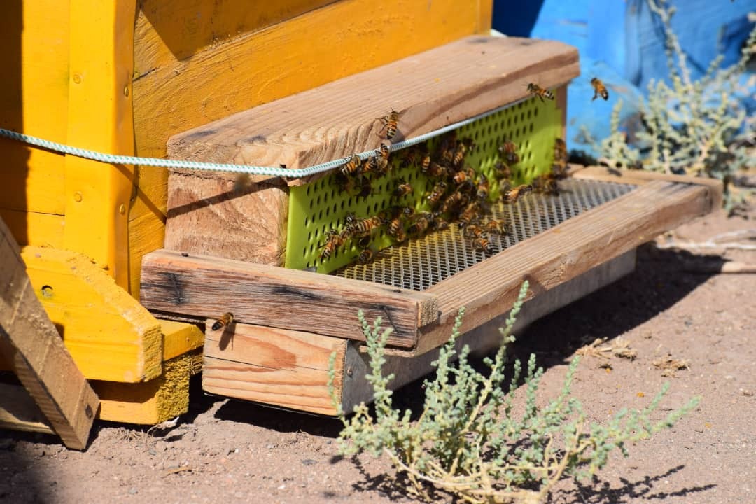 آغاز برداشت عسل از روستای جیم آباد مشهد
