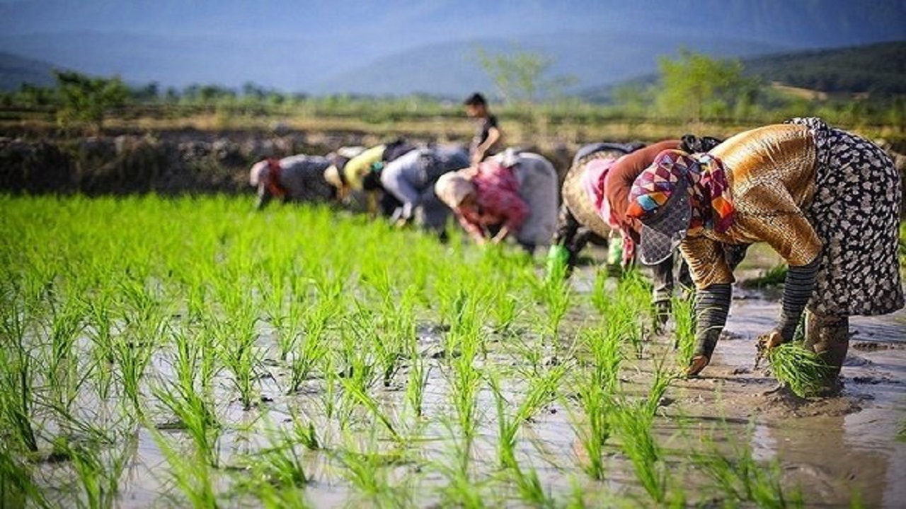 شالیکاران تا ۳ روز آینده سم پاشی را انجام دهند/ میزان بارش تا آذرماه ناچیز است