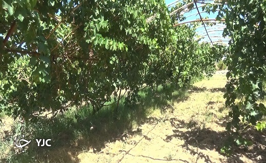 انگور عسگری