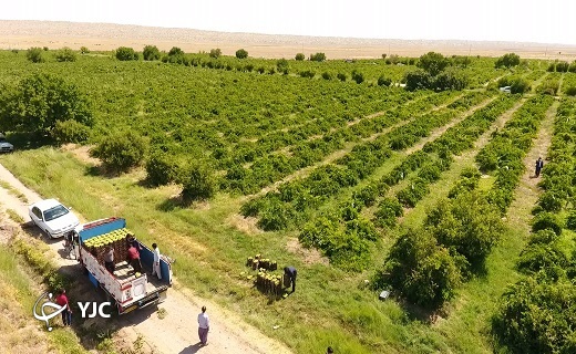 زمین های کشاورزی