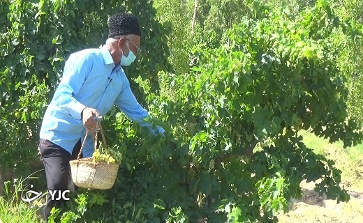 خوشه انگور