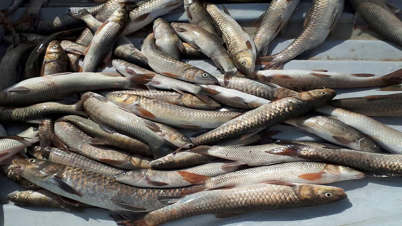 انتشار تصاویر در فضای مجازی صیاد غیرمجاز را به دام  انداخت