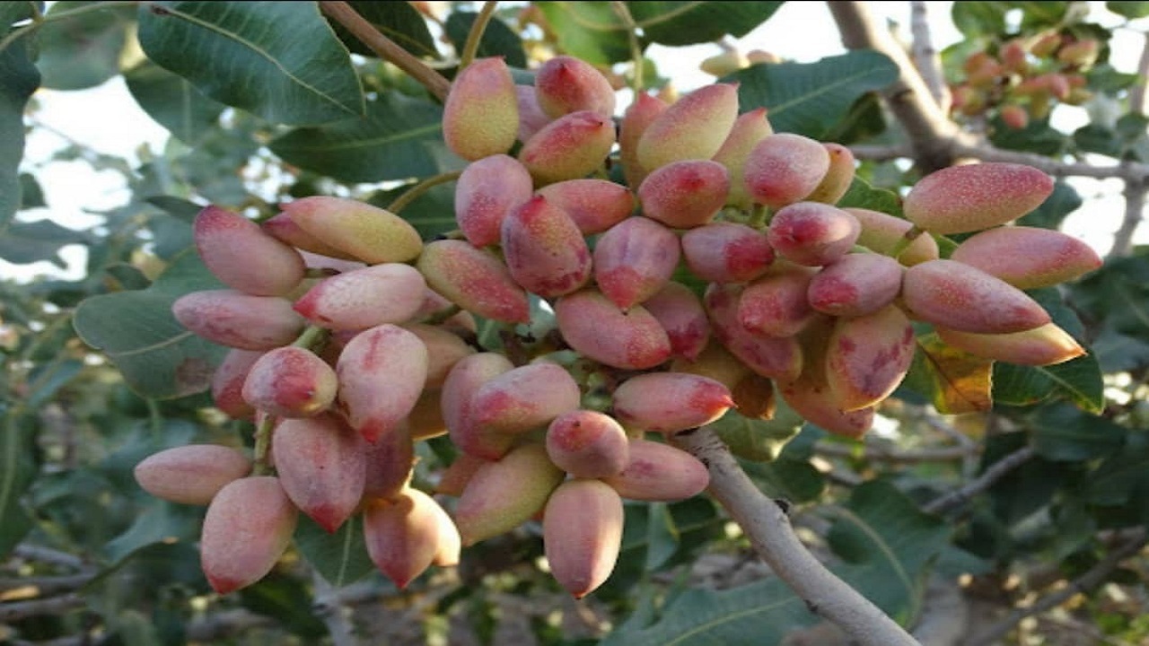 برداشت بیش از دو هزار تن پسته در تایباد