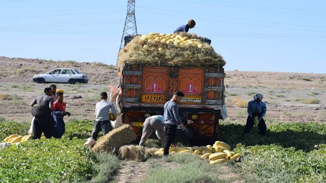 برداشت بیش از ۴۰ هزار تن خربزه در مشهد