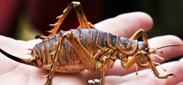 تصویر حشره Giant Weta