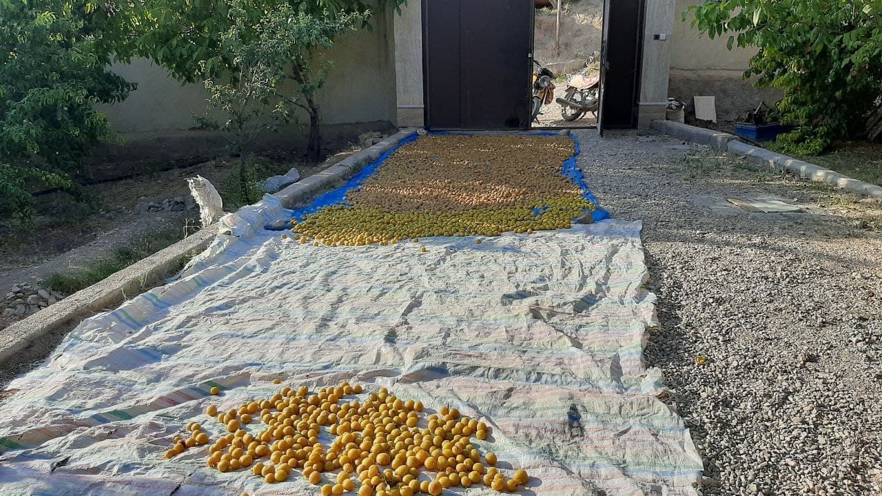 برداشت آلو در روستای گردشگری توآباد + فیلم و تصاویر